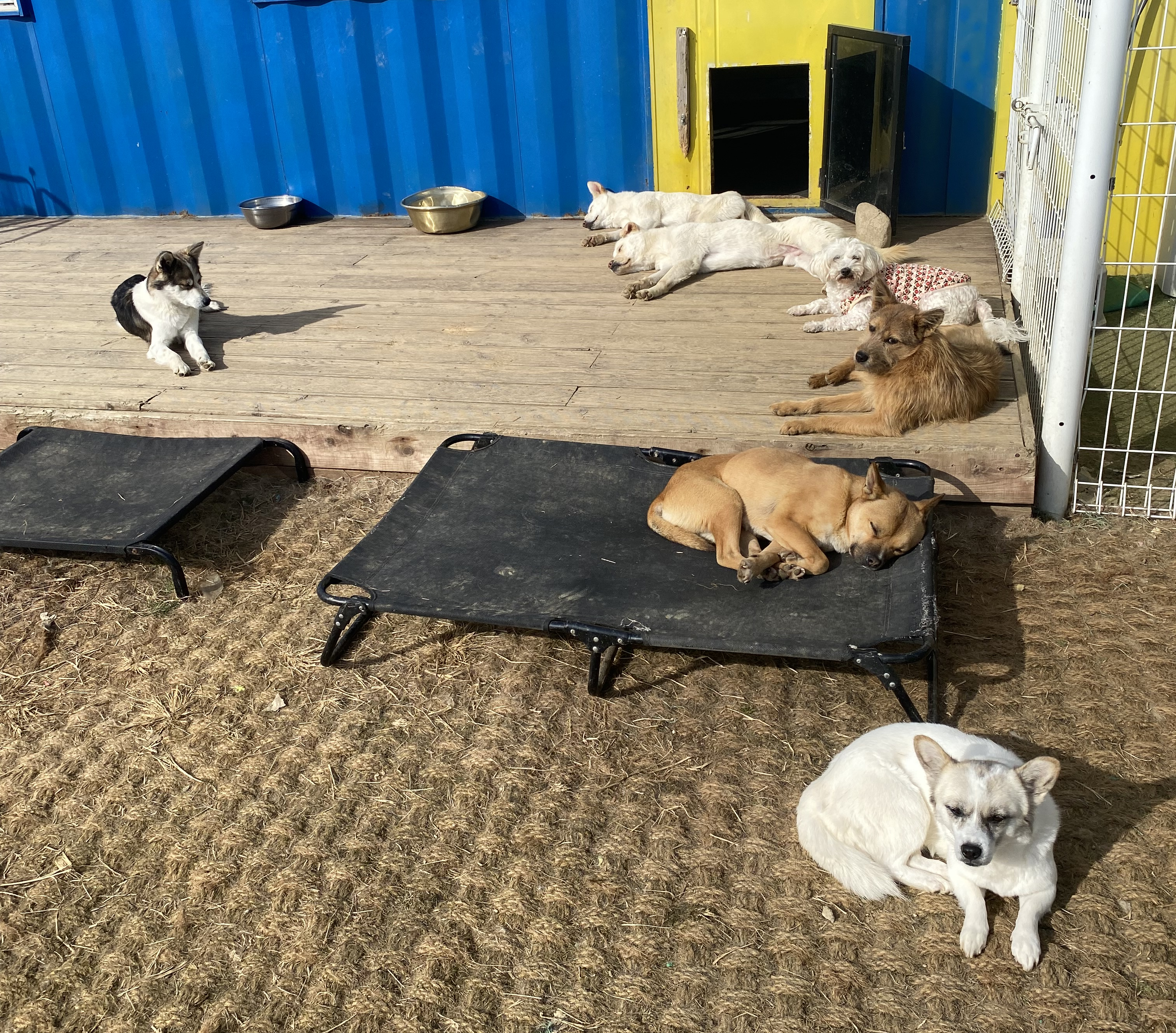 ADOGS 유기견 쉼터 봉사 활동 사진